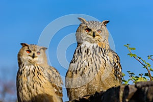 Eurasian Eagle Owl (Bubo Bubo) sitting on the stump, close-up, wildlife photo