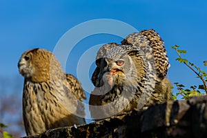 Eurasian Eagle Owl (Bubo Bubo) sitting on the stump, close-up, wildlife photo