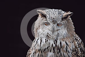 Eurasian Eagle Owl (Bubo Bubo) sitting on the stump, close-up, wildlife photo