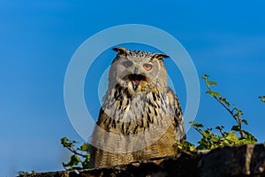 Eurasian Eagle Owl (Bubo Bubo) sitting on the stump, close-up, wildlife photo