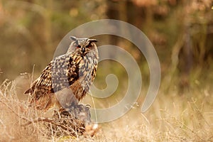 Eurasian eagle-owl (Bubo bubo) sitting on a stump in the grass