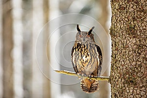 Eurasian eagle-owl Bubo bubo sitting on the tree