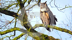 Eurasian eagle-owl (Bubo bubo) sitting in a tree