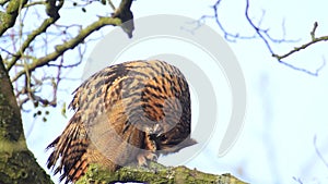 Eurasian eagle-owl (Bubo bubo) sitting in a tree