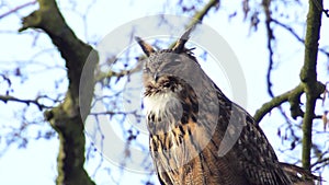 Eurasian eagle-owl (Bubo bubo) sitting in a tree