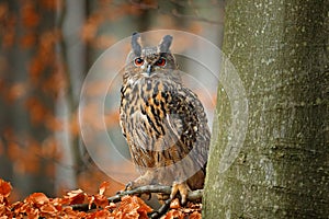 Eurasian Eagle Owl, Bubo Bubo, sitting on the tree branch, wildlife photo in the forest with orange autumn colours, Slovakia. Bird