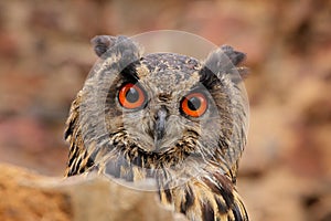 Eurasian Eagle Owl, Bubo Bubo, sitting on the tree branch, wildlife photo in the forest with orange autumn colours, Slovakia. Bird