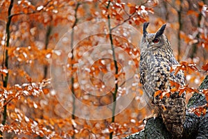 Eurasian Eagle Owl, Bubo Bubo, sitting tree trunk, wildlife fall photo in the wood with orange autumn colours, Germany. Autumn