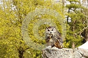 Eurasian eagle-owl bubo bubo