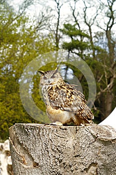 Eurasian eagle-owl bubo bubo