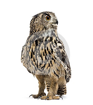 Eurasian eagle-owl, Bubo bubo, is a species of eagle-owl