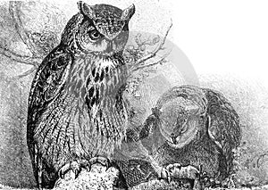 Eurasian eagle-owl Bubo bubo vintage illustration from Brockhaus Konversations-Lexikon 1908