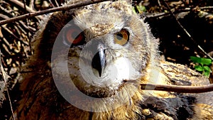 The Eurasian eagle-owl Bubo bubo, a young bird is hiding in the thickets, birds of Ukraine