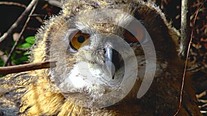 The Eurasian eagle-owl Bubo bubo, a young bird is hiding in the thickets, birds of Ukraine