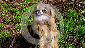 The Eurasian eagle-owl Bubo bubo, a young bird is hiding in the thickets, birds of Ukraine