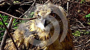 The Eurasian eagle-owl Bubo bubo, a young bird is hiding in the thickets, birds of Ukraine