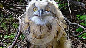 The Eurasian eagle-owl Bubo bubo, a young bird is hiding in the thickets, birds of Ukraine
