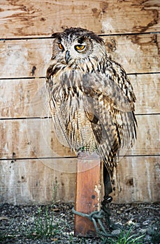 Eurasian eagle owl - Bubo bubo â€“ bred in captivity
