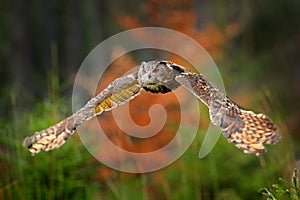 Eurasian Eagle Owl, Bubo Bubo, flight on the tree, wildlife photo in the forest with orange autumn colours, Slovakia. Bird in the