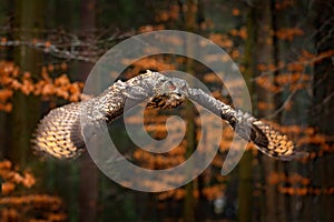 Eurasian Eagle Owl, Bubo bubo, with open wings in flight, forest habitat in background, orange autumn trees. Wildlife scene from