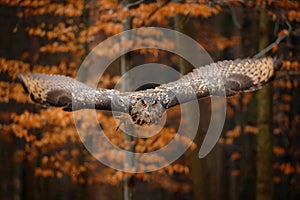 Eurasian Eagle Owl, Bubo bubo, with open wings in flight, forest habitat in background, orange autumn trees. Wildlife scene from