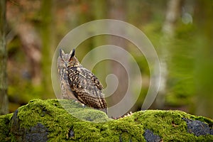 Eurasian eagle owl, Bubo bubo, siting on the rock in the dark forest. Green forest in the background. photo