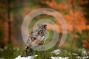 Eurasian Eagle Owl, Bubo Bubo, sitting on the tree branch, wildlife photo in the forest with orange autumn colours, Slovakia. Bird