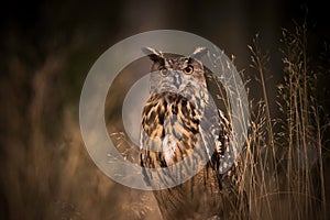Eurasian Eagle Owl Bubo Bubo sitting on a tree trunk in a dark background