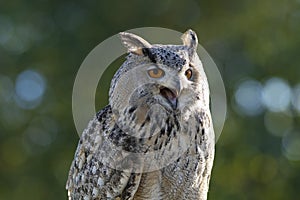 Eurasian Eagle-Owl calling against green backdrop