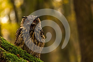 An eurasian eagle owl