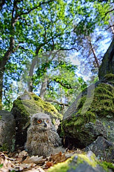 Eurasian eagle-owl chick hiding between rocks in the forest