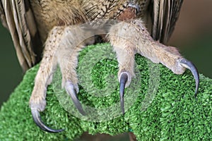 The Eurasian eagle-owl claws (Bubo bubo)