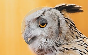 Eurasian Eagle Owl close up. photo
