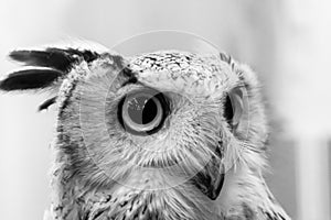 Eurasian Eagle Owl close up. photo
