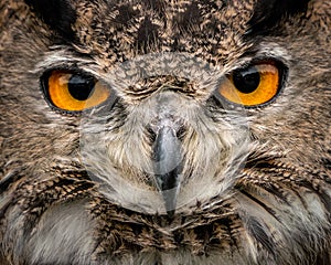 Eurasian Eagle Owl Closeup