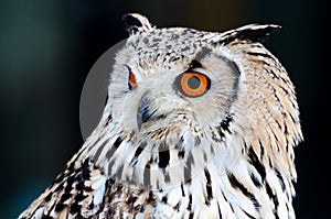 Eurasian eagle-owl on a dark background