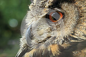 Eurasian eagle owl detail