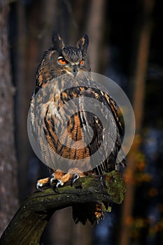 Eurasian Eagle Owl. Eagle Bubo bubo.