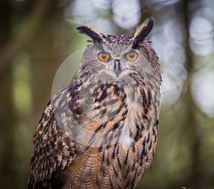 EurAsian Eagle Owl