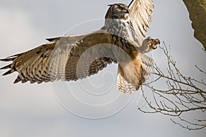 Eurasian eagle-owl. European eagle owl bird of prey Bubo hunti
