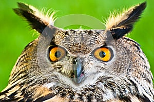 Eurasian Eagle-owl photo