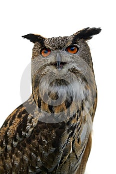 Eurasian Eagle Owl Facing Forward