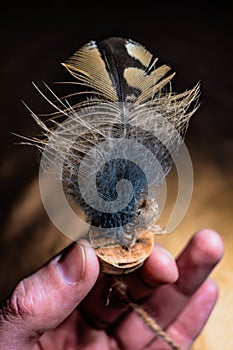 Eurasian eagle owl feather, bubo bubo