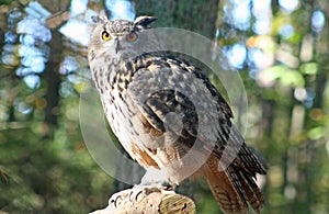 Eurasian Eagle Owl