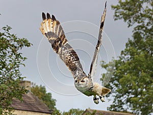 Eurasian Eagle Owl in flight