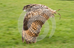Eurasian Eagle Owl in flight