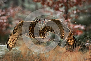 Eurasian Eagle-owl - Bubo bub