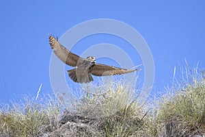 Eurasian Eagle Owl in flight