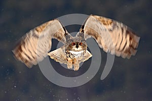 Eurasian Eagle Owl fly hunting during winter surrounded with snowflakes, action flying scene with bird, animal in the nature habit