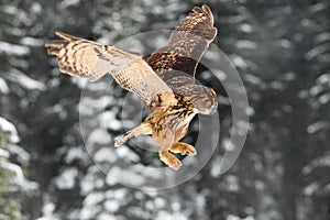 Eurasian Eagle owl, flying bird with open wings. Owl with snow flake in snowy forest during cold winter. Eagle owl in the nature